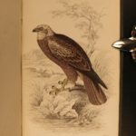 1838 Jardine BIRDS Ornithology Ireland & Britain Illustrated Falcons Hawks Owls