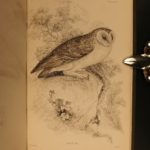 1838 Jardine BIRDS Ornithology Ireland & Britain Illustrated Falcons Hawks Owls
