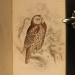 1838 Jardine BIRDS Ornithology Ireland & Britain Illustrated Falcons Hawks Owls