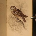 1838 Jardine BIRDS Ornithology Ireland & Britain Illustrated Falcons Hawks Owls
