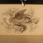 1838 Jardine BIRDS Ornithology Ireland & Britain Illustrated Falcons Hawks Owls