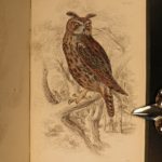 1838 Jardine BIRDS Ornithology Ireland & Britain Illustrated Falcons Hawks Owls