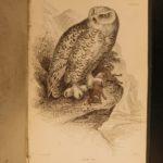 1838 Jardine BIRDS Ornithology Ireland & Britain Illustrated Falcons Hawks Owls