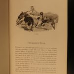 1892 Coursing & Falconry Illustrated Sports HUNTING Britain Badminton Library
