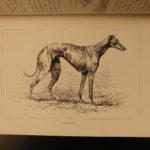 1892 Coursing & Falconry Illustrated Sports HUNTING Britain Badminton Library