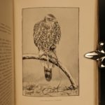 1892 Coursing & Falconry Illustrated Sports HUNTING Britain Badminton Library