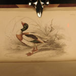 1843 Jardine BIRDS 31 Hand-Colored Illustrated Aviary Ireland Quails ORNITHOLGY