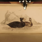 1843 Jardine BIRDS 31 Hand-Colored Illustrated Aviary Ireland Quails ORNITHOLGY