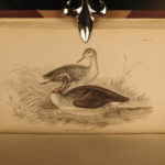 1843 Jardine BIRDS 31 Hand-Colored Illustrated Aviary Ireland Quails ORNITHOLGY