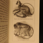 1873 1ed Mivart Man & Apes DARWIN EVOLUTION Zoology Illustrated Gorilla Catholic