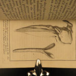 1804 WHALES Natural History Narwhals Illustrated Lacepede Cetology Dolphins 2v