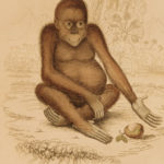 1833 1ed MONKEY Evolution Primate Chimpanzee Orangutan Color Illustrated Jardine