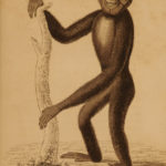 1833 1ed MONKEY Evolution Primate Chimpanzee Orangutan Color Illustrated Jardine