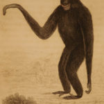1833 1ed MONKEY Evolution Primate Chimpanzee Orangutan Color Illustrated Jardine