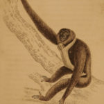 1833 1ed MONKEY Evolution Primate Chimpanzee Orangutan Color Illustrated Jardine
