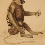 1833 1ed MONKEY Evolution Primate Chimpanzee Orangutan Color Illustrated Jardine