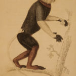 1833 1ed MONKEY Evolution Primate Chimpanzee Orangutan Color Illustrated Jardine
