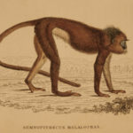1833 1ed MONKEY Evolution Primate Chimpanzee Orangutan Color Illustrated Jardine