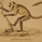 1833 1ed MONKEY Evolution Primate Chimpanzee Orangutan Color Illustrated Jardine