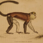 1833 1ed MONKEY Evolution Primate Chimpanzee Orangutan Color Illustrated Jardine