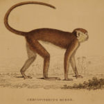 1833 1ed MONKEY Evolution Primate Chimpanzee Orangutan Color Illustrated Jardine