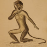 1833 1ed MONKEY Evolution Primate Chimpanzee Orangutan Color Illustrated Jardine