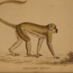 1833 1ed MONKEY Evolution Primate Chimpanzee Orangutan Color Illustrated Jardine
