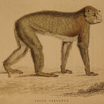 1833 1ed MONKEY Evolution Primate Chimpanzee Orangutan Color Illustrated Jardine