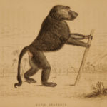1833 1ed MONKEY Evolution Primate Chimpanzee Orangutan Color Illustrated Jardine