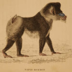1833 1ed MONKEY Evolution Primate Chimpanzee Orangutan Color Illustrated Jardine