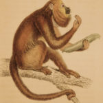 1833 1ed MONKEY Evolution Primate Chimpanzee Orangutan Color Illustrated Jardine