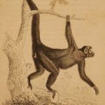 1833 1ed MONKEY Evolution Primate Chimpanzee Orangutan Color Illustrated Jardine