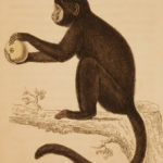 1833 1ed MONKEY Evolution Primate Chimpanzee Orangutan Color Illustrated Jardine