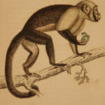 1833 1ed MONKEY Evolution Primate Chimpanzee Orangutan Color Illustrated Jardine