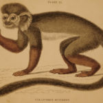 1833 1ed MONKEY Evolution Primate Chimpanzee Orangutan Color Illustrated Jardine