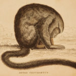 1833 1ed MONKEY Evolution Primate Chimpanzee Orangutan Color Illustrated Jardine