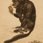1833 1ed MONKEY Evolution Primate Chimpanzee Orangutan Color Illustrated Jardine