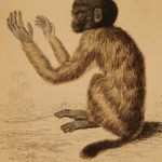 1833 1ed MONKEY Evolution Primate Chimpanzee Orangutan Color Illustrated Jardine