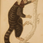1833 1ed MONKEY Evolution Primate Chimpanzee Orangutan Color Illustrated Jardine