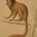 1833 1ed MONKEY Evolution Primate Chimpanzee Orangutan Color Illustrated Jardine