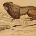 1833 1ed MONKEY Evolution Primate Chimpanzee Orangutan Color Illustrated Jardine