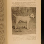 1891 1st ed Book of DOGS Breeding Illustrated Puppies George Shields American