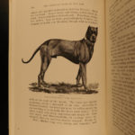 1891 1st ed Book of DOGS Breeding Illustrated Puppies George Shields American