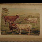1880 1ed Dairy Farming by Sheldon Agriculture Cattle Color Illustrated Milk Cows