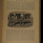 1880 1ed Dairy Farming by Sheldon Agriculture Cattle Color Illustrated Milk Cows