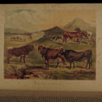 1880 1ed Dairy Farming by Sheldon Agriculture Cattle Color Illustrated Milk Cows