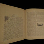 1880 1ed Dairy Farming by Sheldon Agriculture Cattle Color Illustrated Milk Cows