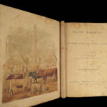 1880 1ed Dairy Farming by Sheldon Agriculture Cattle Color Illustrated Milk Cows