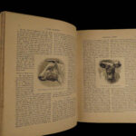 1880 1ed Dairy Farming by Sheldon Agriculture Cattle Color Illustrated Milk Cows