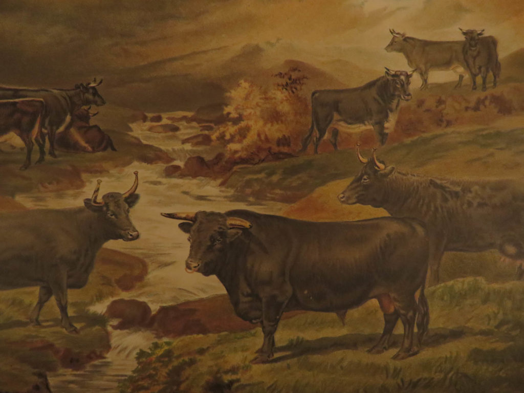 1880 1ed dairy farming by sheldon agriculture cattle color illustrated milk cows | <strong>1880 1<sup>ed</sup> dairy farming by sheldon agriculture cattle color illustrated milk cows</strong> <em> </em> <em>john sheldon’s ‘dairy farming’ is one of, if not the most important late 19<sup>th</sup>-century british treatises on farming and maintaining dairy cattle. This book covers a variety of topics including how to breed dairy cows, feeding with plants and weeds, milking, how to sell and trade milk, as well as the milk and dairy industry in various countries including america and canada. </em> <em> </em> <em>while the contents of this work are important, accurate, and still viable, the color illustrations are without question the most desirable aspect of this book. Illustrated with 25 chromolithographic plates of cows, barns, and farm plans. </em>   item number: #7014 price: $499   sheldon, john p   <strong><em>dairy farming, being the theory, practice and methods of dairying. By j. P. Sheldon. Assisted by leading authorities in various countries. </em></strong>   london : cassell petter, galpin, & co. [1880]. First edition. <u> </u> <u>details</u>: <ul> <li>collation: complete with all pages <ul> <li>[xxii], 570</li> <li>illustrated with 25 chromolith engravings + hundreds of small, black and white in-text figures</li> </ul> </li> <li>language: english</li> <li>binding: leather; tight and secure</li> <li>size: ~11in x 9in (28cm x 22cm)</li> </ul>   our guarantee: very fast. Very safe. Free shipping worldwide. Customer satisfaction is our priority! Notify us with 7 days of receiving, and we will offer a full refund without reservation!   <u>                                                                                      </u> 7014